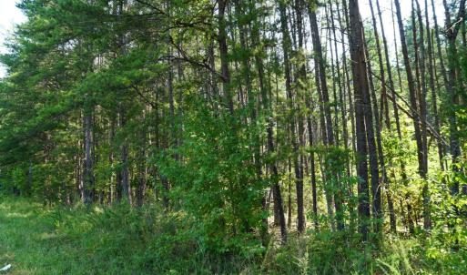 Photo #5 of Felix Road, Nathalie, VA 9.3 acres