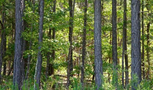 Photo #1 of Felix Road, Nathalie, VA 9.3 acres
