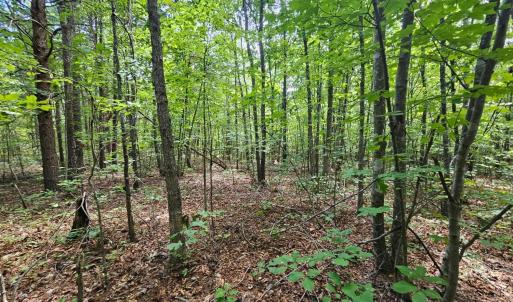 Photo #9 of West James Anderson Hwy, Gladstone, VA 100.0 acres