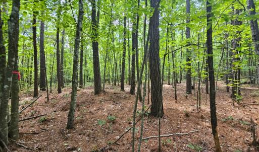 Photo #34 of West James Anderson Hwy, Gladstone, VA 100.0 acres