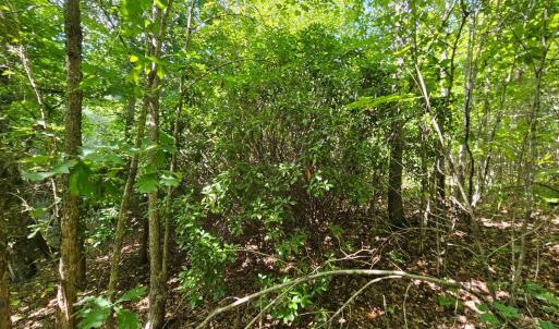 Photo #13 of West James Anderson Hwy, Gladstone, VA 100.0 acres