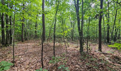 Photo #8 of West James Anderson Hwy, Gladstone, VA 100.0 acres