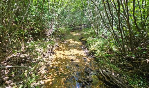 Photo #6 of West James Anderson Hwy, Gladstone, VA 100.0 acres