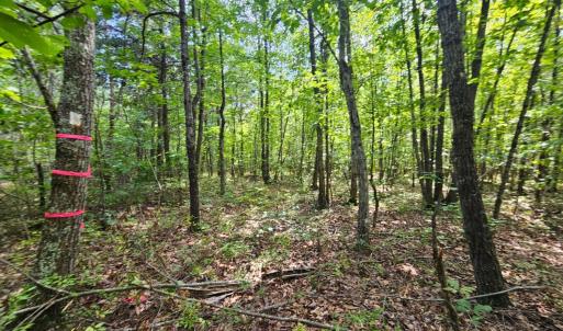 Photo #3 of West James Anderson Hwy, Gladstone, VA 100.0 acres