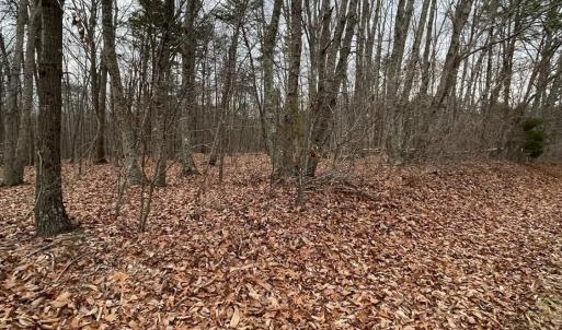 Photo #9 of Swan Creek Road, Gladys, VA 16.1 acres