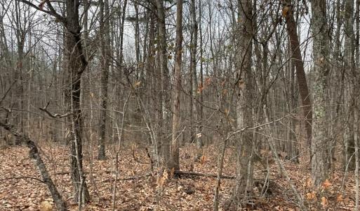 Photo #11 of Swan Creek Road, Gladys, VA 16.1 acres