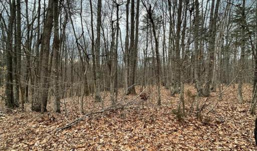 Photo #7 of Swan Creek Road, Gladys, VA 16.1 acres