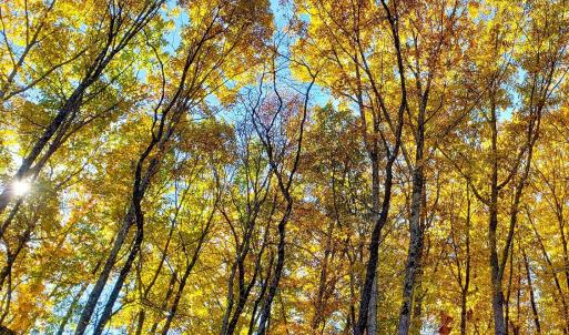 Photo #7 of Lexington Turnpike, Amherst, VA 67.9 acres