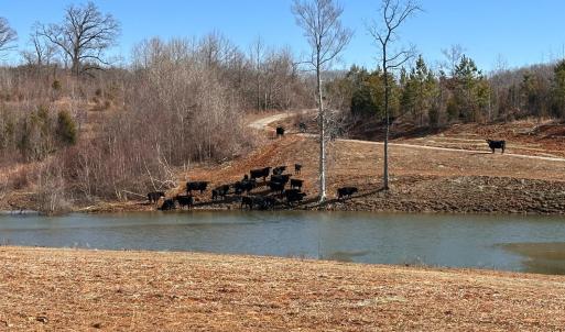 Photo #94 of 1081 Lennig Road, Nathalie, VA 161.5 acres