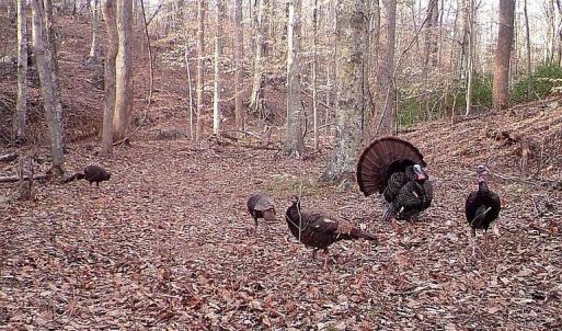 Photo #9 of 3171 Earley Farm Road, Madison Heights, VA 81.2 acres