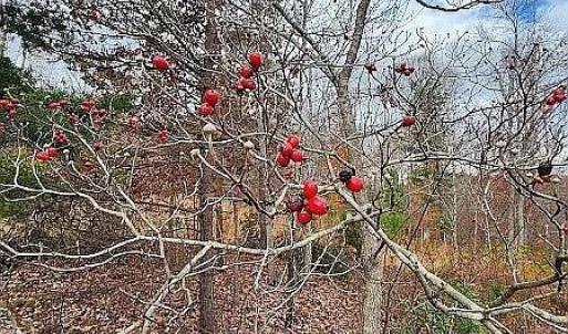 Photo #10 of 3171 Earley Farm Road, Madison Heights, VA 81.2 acres