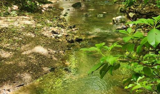 Photo #5 of 3171 Earley Farm Road, Madison Heights, VA 81.2 acres