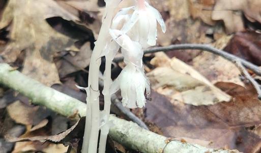 Photo #31 of 3171 Earley Farm Road, Madison Heights, VA 81.2 acres