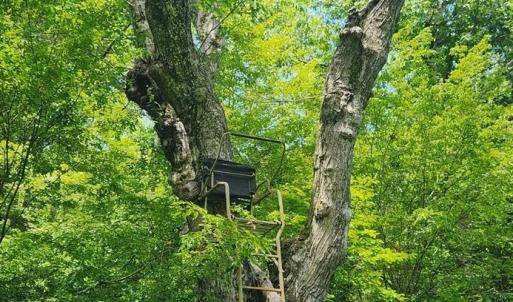 Photo #36 of 3171 Earley Farm Road, Madison Heights, VA 81.2 acres