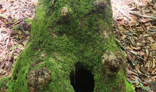 Photo #8 of 3171 Early Farm Road, Madison Heights, VA 81.2 acres