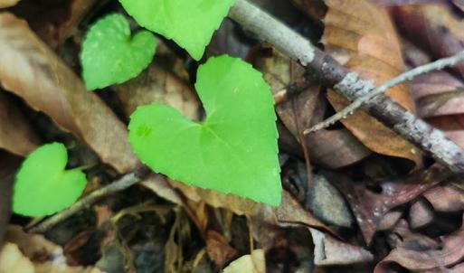 Photo #30 of 3171 Early Farm Road, Madison Heights, VA 81.2 acres