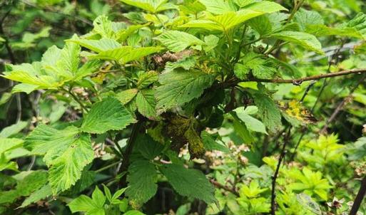 Photo #32 of 3171 Early Farm Road, Madison Heights, VA 81.2 acres