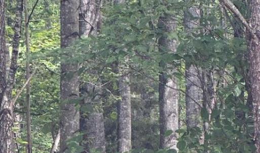 Photo #34 of Piney Mountain Road, Appomattox, VA 22.7 acres