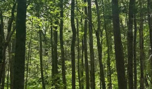 Photo #11 of Piney Mountain Road, Appomattox, VA 22.7 acres