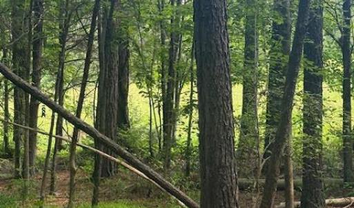 Photo #24 of Piney Mountain Road, Appomattox, VA 22.7 acres