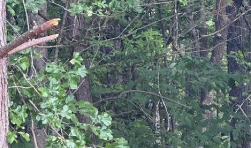 Photo #35 of Piney Mountain Road, Appomattox, VA 22.7 acres