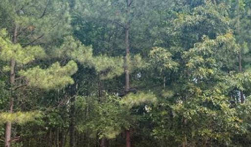 Photo #32 of Piney Mountain Road, Appomattox, VA 22.7 acres