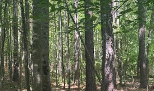 Photo #30 of Piney Mountain Road, Appomattox, VA 22.7 acres