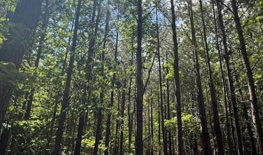 Photo #15 of Piney Mountain Road, Appomattox, VA 22.7 acres