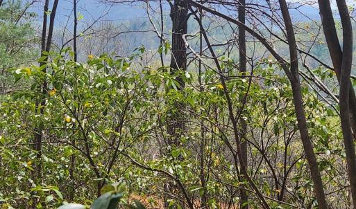 Seasonal Mtn View from top of Property