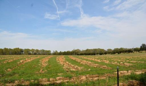 Photo #5 of Cedar Lane, Farmville, VA 103.7 acres