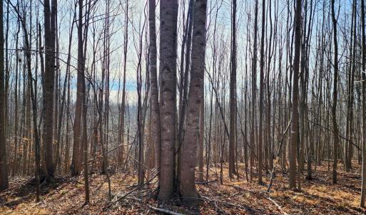 Photo #4 of Pinecrest Drive, Madison Heights, VA 94.0 acres