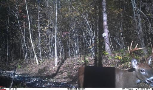 Photo #8 of 2 Watt Abbitt Road, Appomattox, VA 24.1 acres