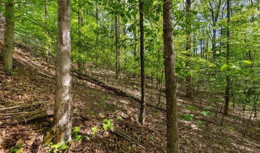 Photo #15 of 379 High Point Rd, Moneta, VA 2.5 acres