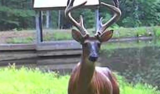 Photo #15 of 2 Venturous Trail, Goode, VA 10.0 acres