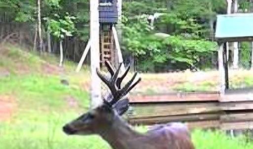 Photo #14 of 2 Venturous Trail, Goode, VA 10.0 acres