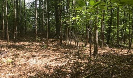 Photo #11 of 687 Elon Rd, Madison Heights, VA 104.1 acres
