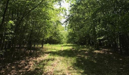 Photo #23 of 687 Elon Rd, Madison Heights, VA 104.1 acres