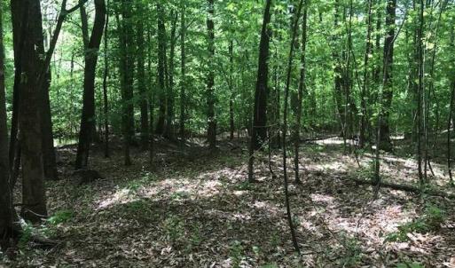 Photo #10 of 687 Elon Rd, Madison Heights, VA 104.1 acres