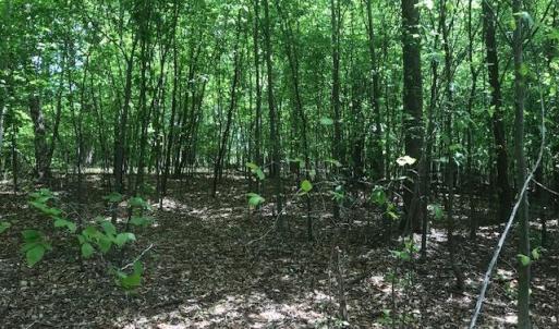 Photo #12 of 687 Elon Rd, Madison Heights, VA 104.1 acres