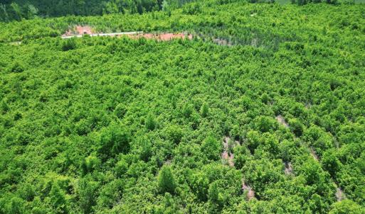 Photo #25 of Three Creeks Road, Gladys, VA 95.6 acres