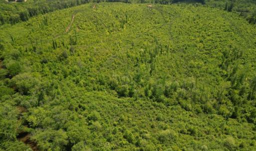 Photo #15 of Three Creeks Road, Gladys, VA 95.6 acres