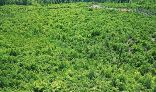 Photo #24 of Three Creeks Road, Gladys, VA 95.6 acres