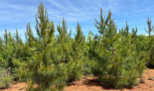 Photo #39 of Three Creeks Road, Gladys, VA 95.6 acres