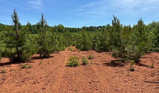 Photo #38 of Three Creeks Road, Gladys, VA 95.6 acres