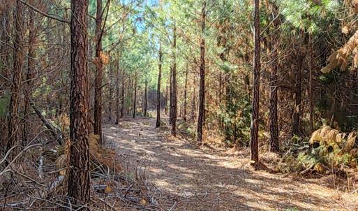 Photo #2 of Cameron Lane, Nathalie, VA 62.4 acres