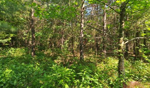 Photo #14 of Earley Farm Road, Madison Heights, VA 66.1 acres