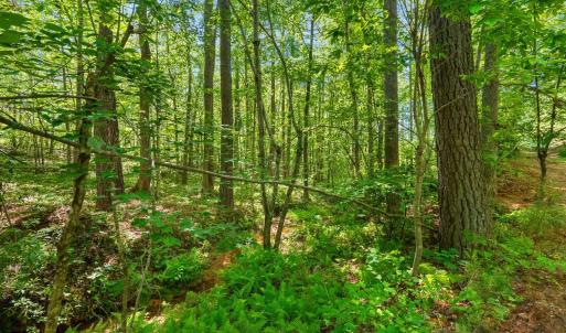 Photo #52 of 4040 Norwood Road, Gladstone, VA 405.2 acres