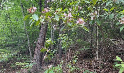Photo #2 of Christian Mill Creek Rd., Amherst, VA 45.4 acres