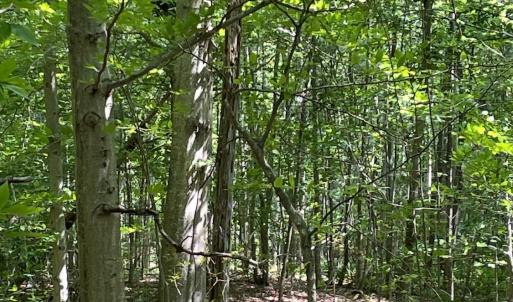 Photo #6 of Christian Mill Creek Rd., Amherst, VA 45.4 acres