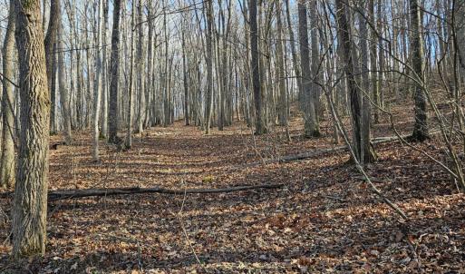 Photo #4 of Major Graham, Wytheville, VA 17.0 acres